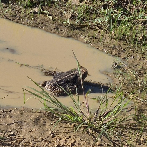Cururu Toad
