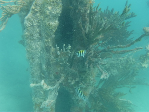 Abudefduf saxatilis