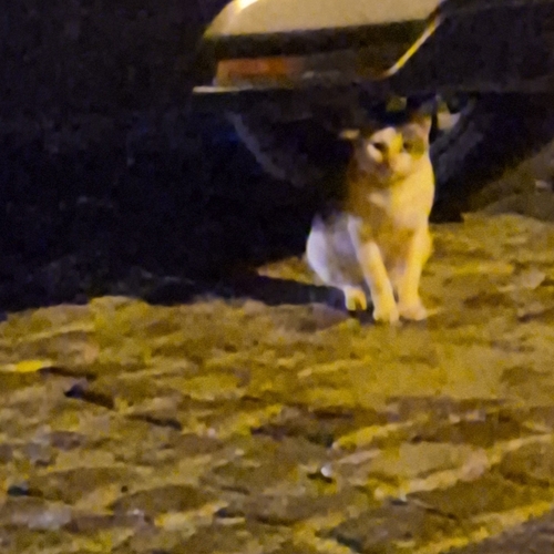 Domestic Cat