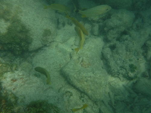 Haemulon flavolineatum
