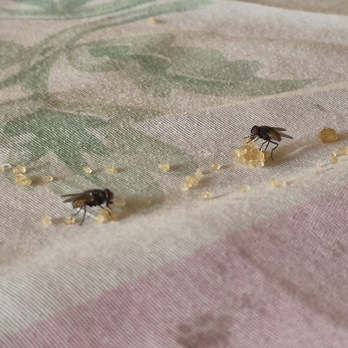 Common House Fly