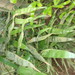 Bamboo Cycad - Photo (c) Juan Carlos López Domínguez, some rights reserved (CC BY-NC), uploaded by Juan Carlos López Domínguez