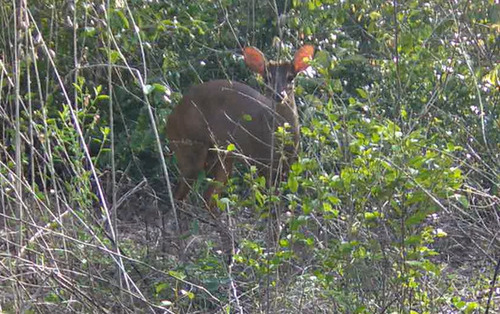 Southern Brown Brocket