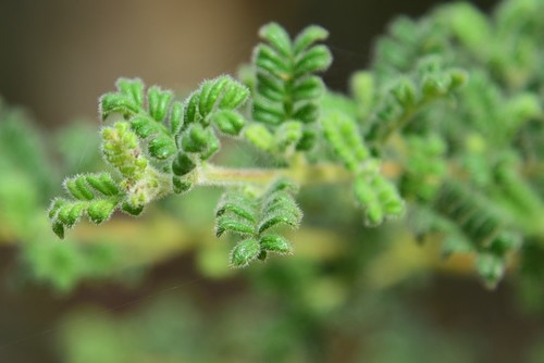 Dodonaea pinnata Sm.