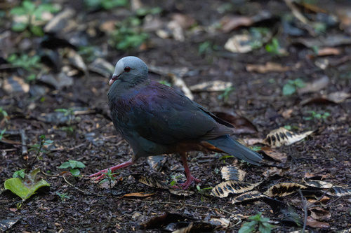 Gray-fronted Quail-Dove