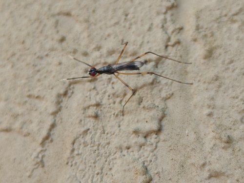Unknown species found near Woodland Acres, Jacksonville, FL 32211, USA