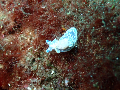 Micromelo undatus