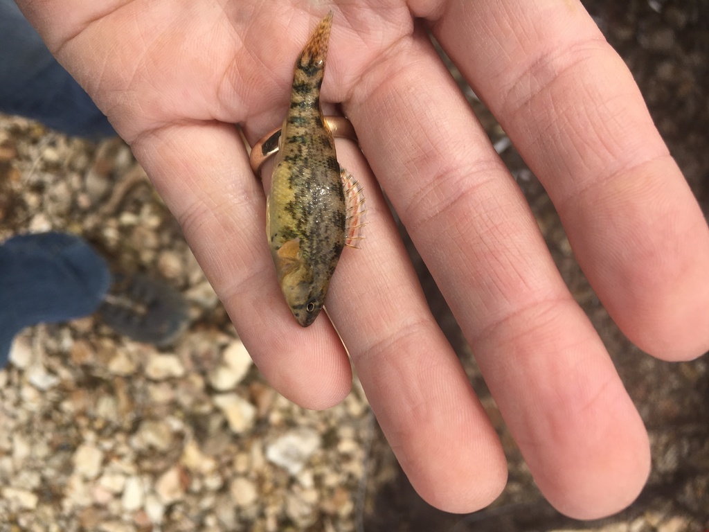 Plateau Darter from Lanagan City Park, Lanagan, MO, US on February 27