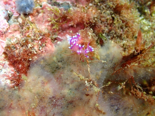 Coryphellina arveloi