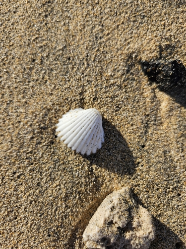 Acanthocardia tuberculata