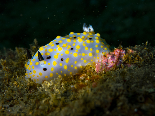 Halgerda punctata