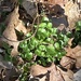 lesser celandine from Wissahickon Valley Park, Philadelphia, PA, US on March 10, 2026 at 02:53 PM by Heather Levi