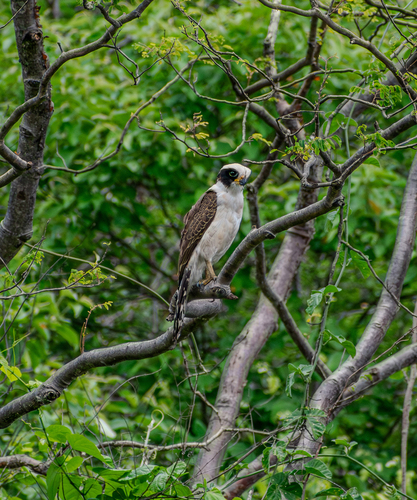 Laughing Falcon