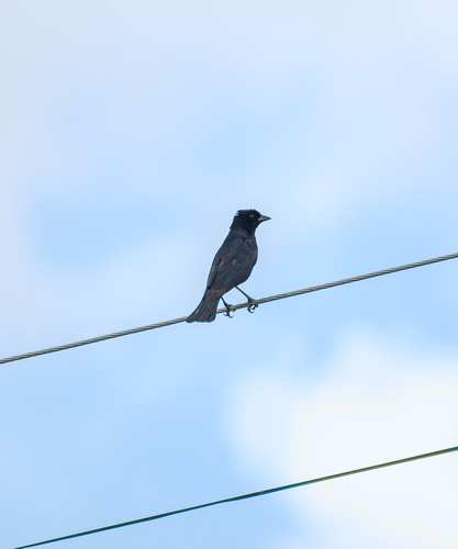 Shiny Cowbird