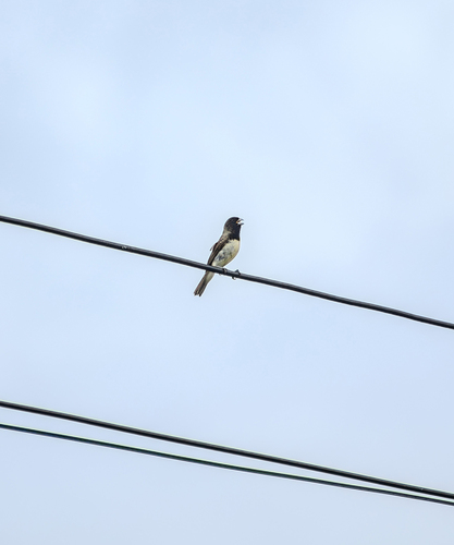 Yellow-bellied Seedeater