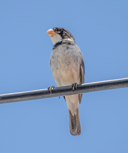 White-throated Seedeater