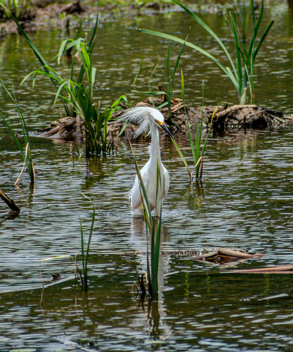 Snowy Egret