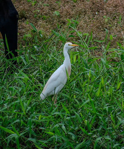 Western Cattle-Egret