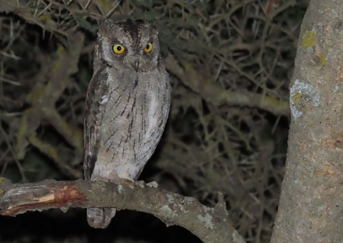 Arabian Scops-Owl