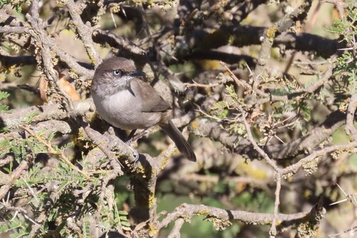 Yemen Warbler