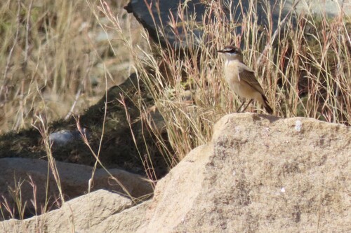 Buff-breasted Wheatear