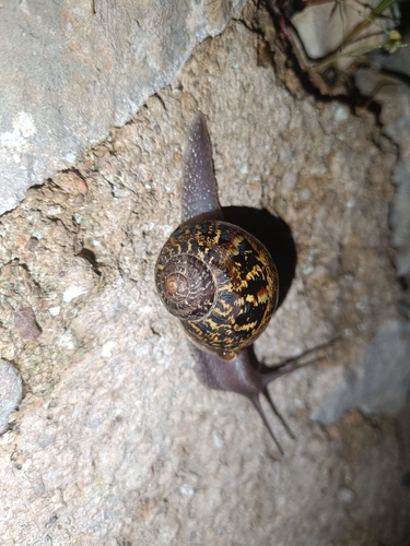 Cornu aspersum