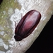Megaloblatta blaberoides - Photo (c) David Elizondo, all rights reserved, uploaded by David Elizondo