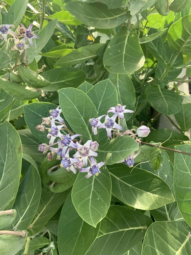 crown flower