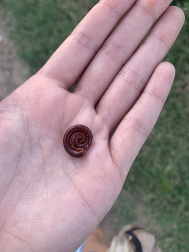 Rusty Millipede