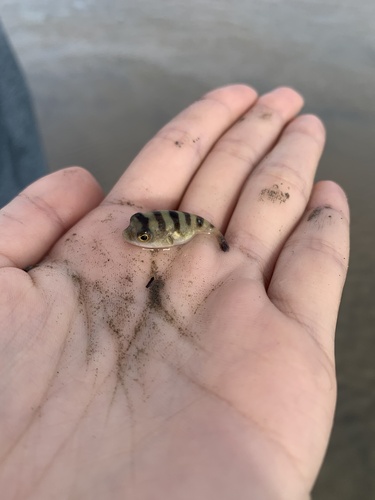 Banded Puffer