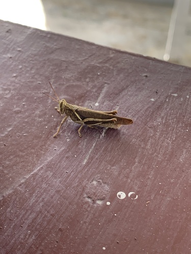Abracris flavolineata
