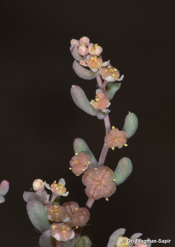 Tetradiclis tenella