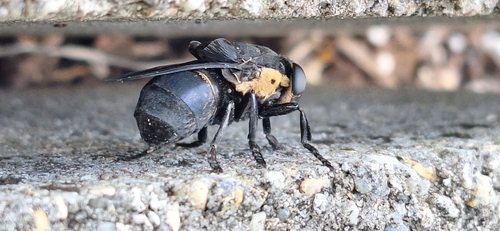 Unknown species found near Tall Timbers - Brechtel, New Orleans, LA, USA
