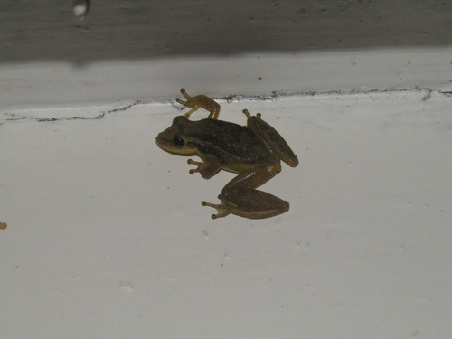 Red Snouted Tree Frog