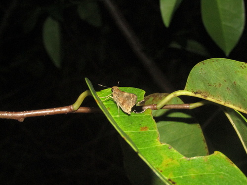 Pompeius Skipper