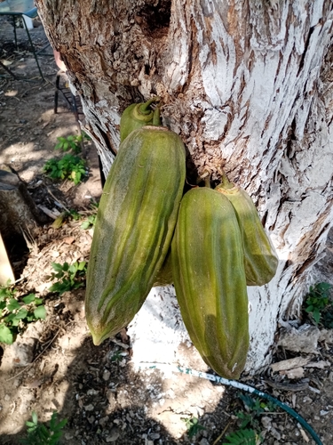 Parmentiera