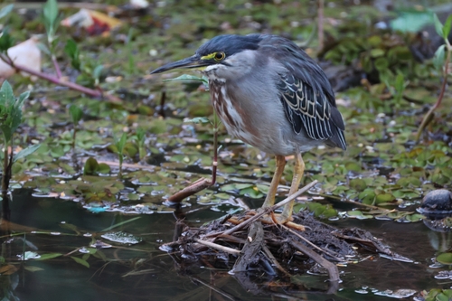 Striated Heron
