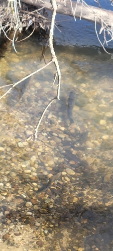 Oncorhynchus mykiss gairdneri