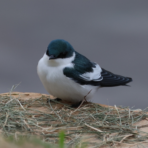 White-winged Swallow