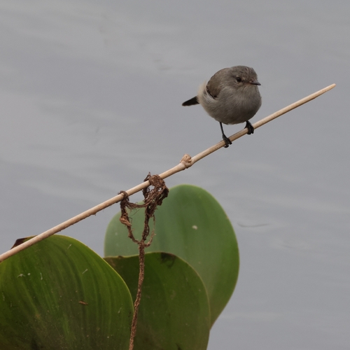 Sooty Tyrannulet