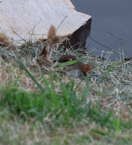 Yellow-chinned Spinetail