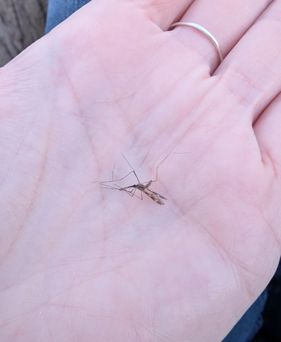 Unknown species found near Parkville, MD, USA