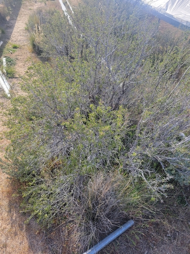 iNaturalist observation photo of desert bitterbrush
