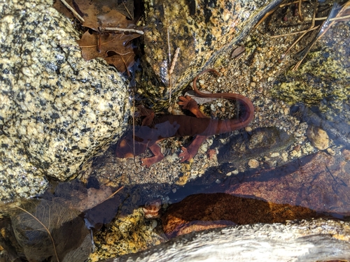 iNaturalist observation photo of Sierra Newt