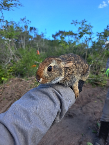Common Tapeti