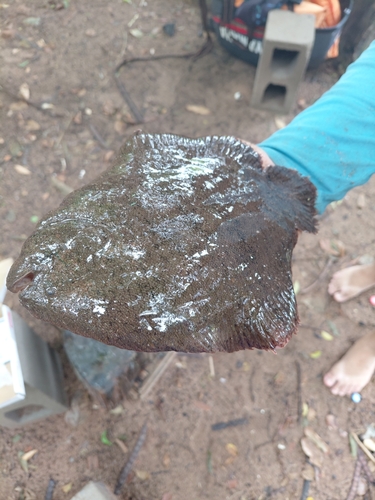 Common Freshwater Sole