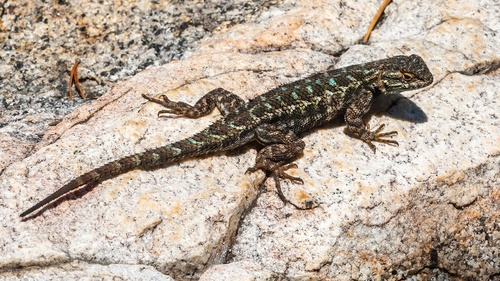 iNaturalist observation photo of Western Fence Lizard