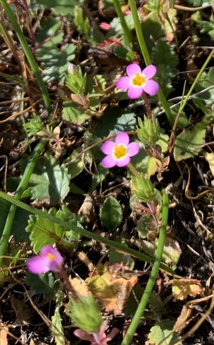 iNaturalist observation photo of Bicolor Babystars