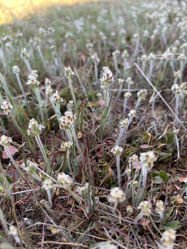 iNaturalist observation photo of dot-seed plantain
