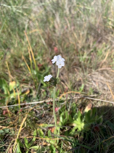 iNaturalist observation photo of Rusty Popcornflower